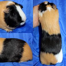 Marsvin Muffes 3-FASH