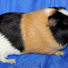 Marsvin Muffes 3-FASH