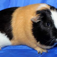 Marsvin Muffes 3-FASH