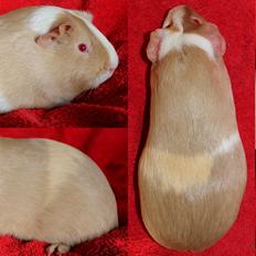 Marsvin Koreskas GALATEA