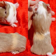 Marsvin Koreskas GALATEA