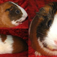 Marsvin PYT fra Børgesens Dyrehandel