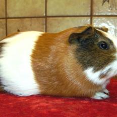 Marsvin PYT fra Børgesens Dyrehandel