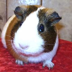 Marsvin PYT fra Børgesens Dyrehandel