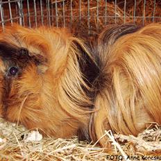 Marsvin LUDVIG fra Ballerup