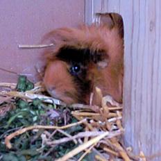 Marsvin LUDVIG fra Ballerup