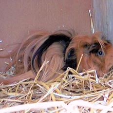 Marsvin LUDVIG fra Ballerup