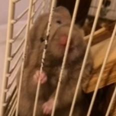 Hamster Dronning Dagmar