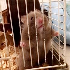 Hamster Dronning Dagmar