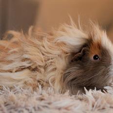 Marsvin Sikoto's Guss