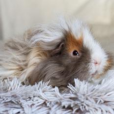 Marsvin Sikoto's Guss