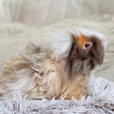 Marsvin Sikoto's Guss