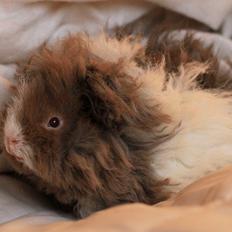 Marsvin Dramaqueen's Therapigs Glamour (SE)