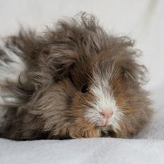 Marsvin Dramaqueen's Therapigs Glamour (SE)