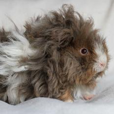 Marsvin Dramaqueen's Therapigs Glamour (SE)