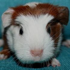 Marsvin Koreskas ROSE-LILY