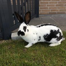 Kanin R.I.P Bakkegårds lady dollar