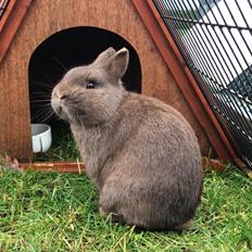 Kanin Solgt Bakkegårds Amigo