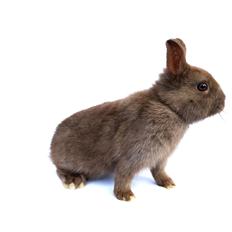 Kanin Solgt Bakkegårds Amigo