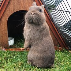 Kanin Solgt Bakkegårds Amigo