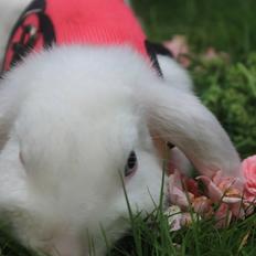 Kanin Mangogårdens cookie Blue