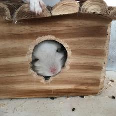 Chinchilla Albert