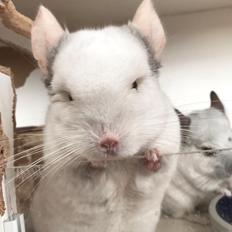 Chinchilla Albert