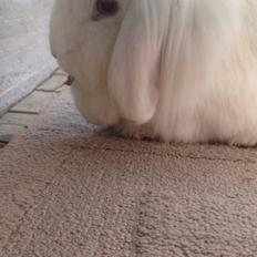 Kanin Mangogårdens fluffy moffy