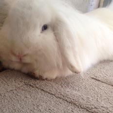 Kanin Mangogårdens fluffy moffy