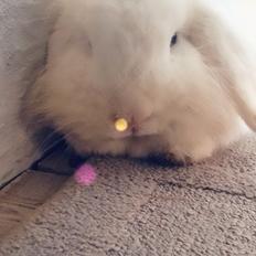 Kanin Mangogårdens fluffy moffy