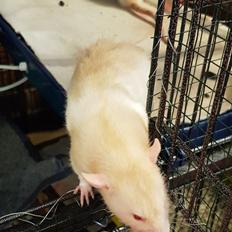 Tamrotte Ziki  ( Dumbo-rex)