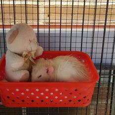 Tamrotte Ziki  ( Dumbo-rex)