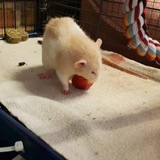 Tamrotte Ziki  ( Dumbo-rex)