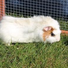 Marsvin ALFA fra Maribo