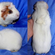 Marsvin ALFA fra Maribo