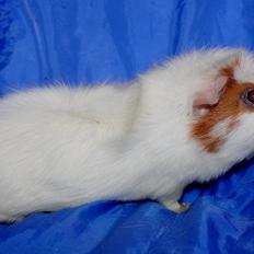 Marsvin ALFA fra Maribo