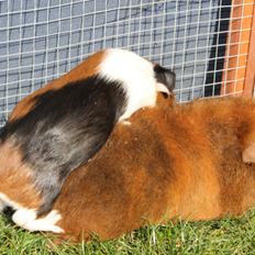 Marsvin Lindemoses KEEP ON SMILING