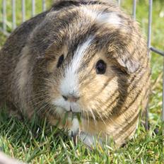 Marsvin PEANUT fra Jusinys