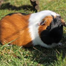 Marsvin Koreskas IBEN