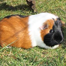 Marsvin Koreskas IBEN