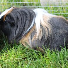 Marsvin FIONTINA von Dream