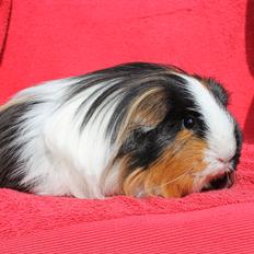 Marsvin FIONTINA von Dream