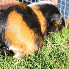 Marsvin OLIVIA II Dell'Orto