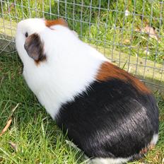 Marsvin Bluebells CAMPARI