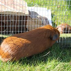 Marsvin Buckwalds WINZTON