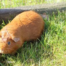 Marsvin DiNiros RONALDO