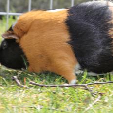 Marsvin Solstråles JESSIE