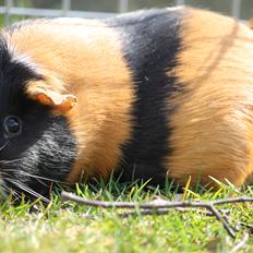 Marsvin Solstråles JESSIE