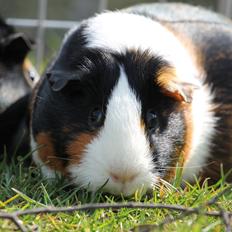 Marsvin Koreskas FIONA