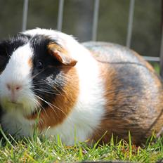 Marsvin Koreskas FIONA